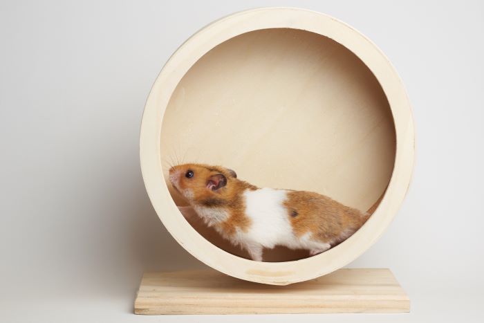 Raus aus dem Hamsterrad! Erste Schritte für mehr Gelassenheit und Lebensfreude! (Webinar per ZOOM)